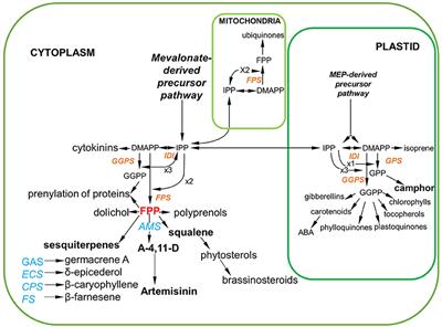 Silencing amorpha-4,11-diene synthase Genes in Artemisia annua Leads to FPP Accumulation